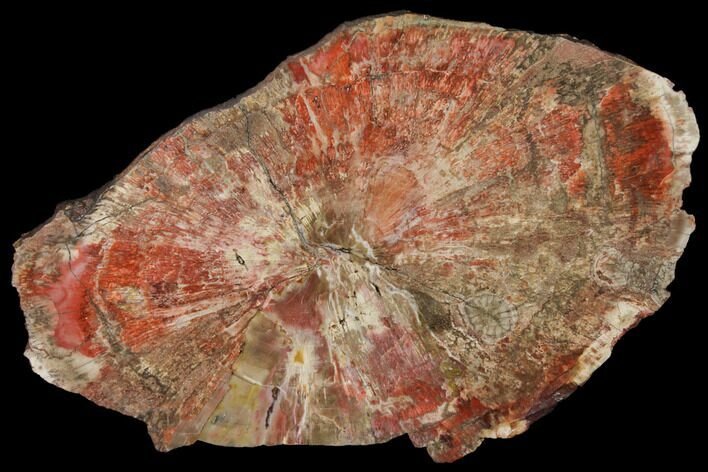 Polished Petrified Wood (Araucaria) Round - Arizona #131166